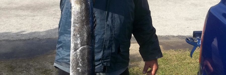  So moet â€˜n snoek mos lyk! Trevor Korte het hierdie mooi bielie Vrydag Punt se kant toe gevang.